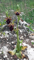 Ophrys sphegodes