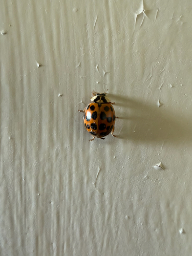 Asian Lady Beetle