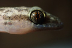Cyrtodactylus marmoratus