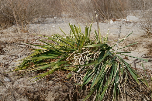 Image of Yucca flaccida by (c) psweet, some rights reserved (CC BY-SA)