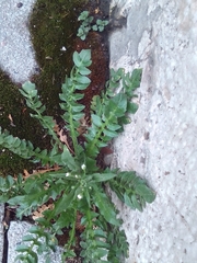 Capsella bursa-pastoris