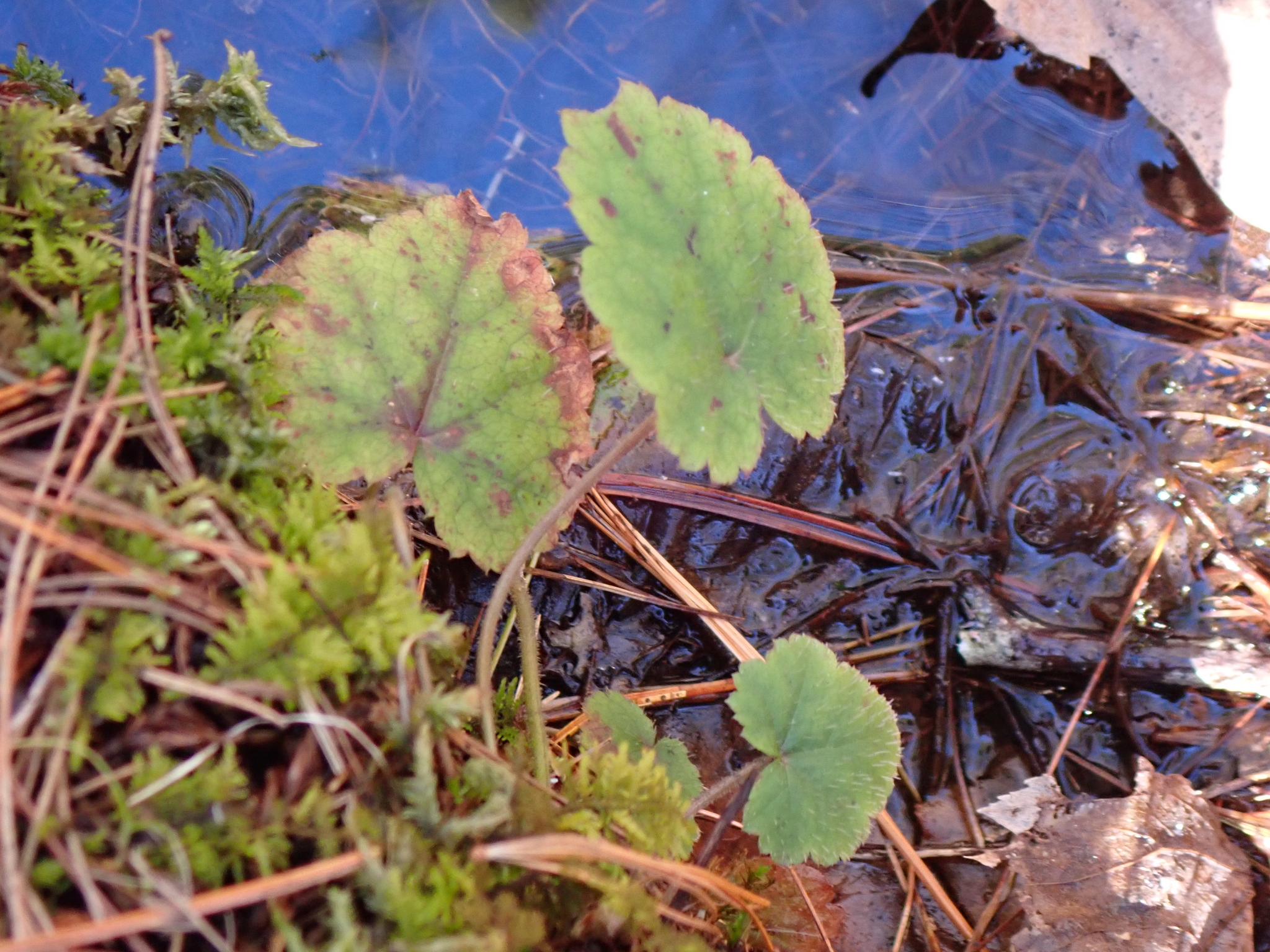 Creeping Foamflower (Tiarella stolonifera)