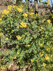 Coronilla