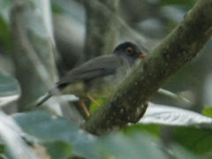 Catharus mexicanus