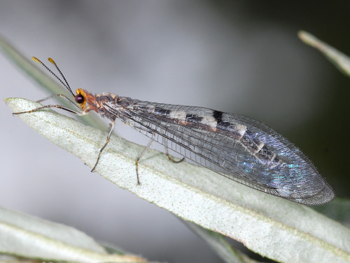 Tribe Megistopini · iNaturalist