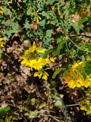 Coronilla
