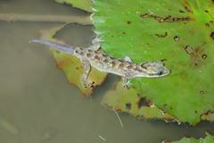 Cyrtodactylus marmoratus