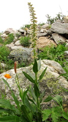 Macropodium nivale
