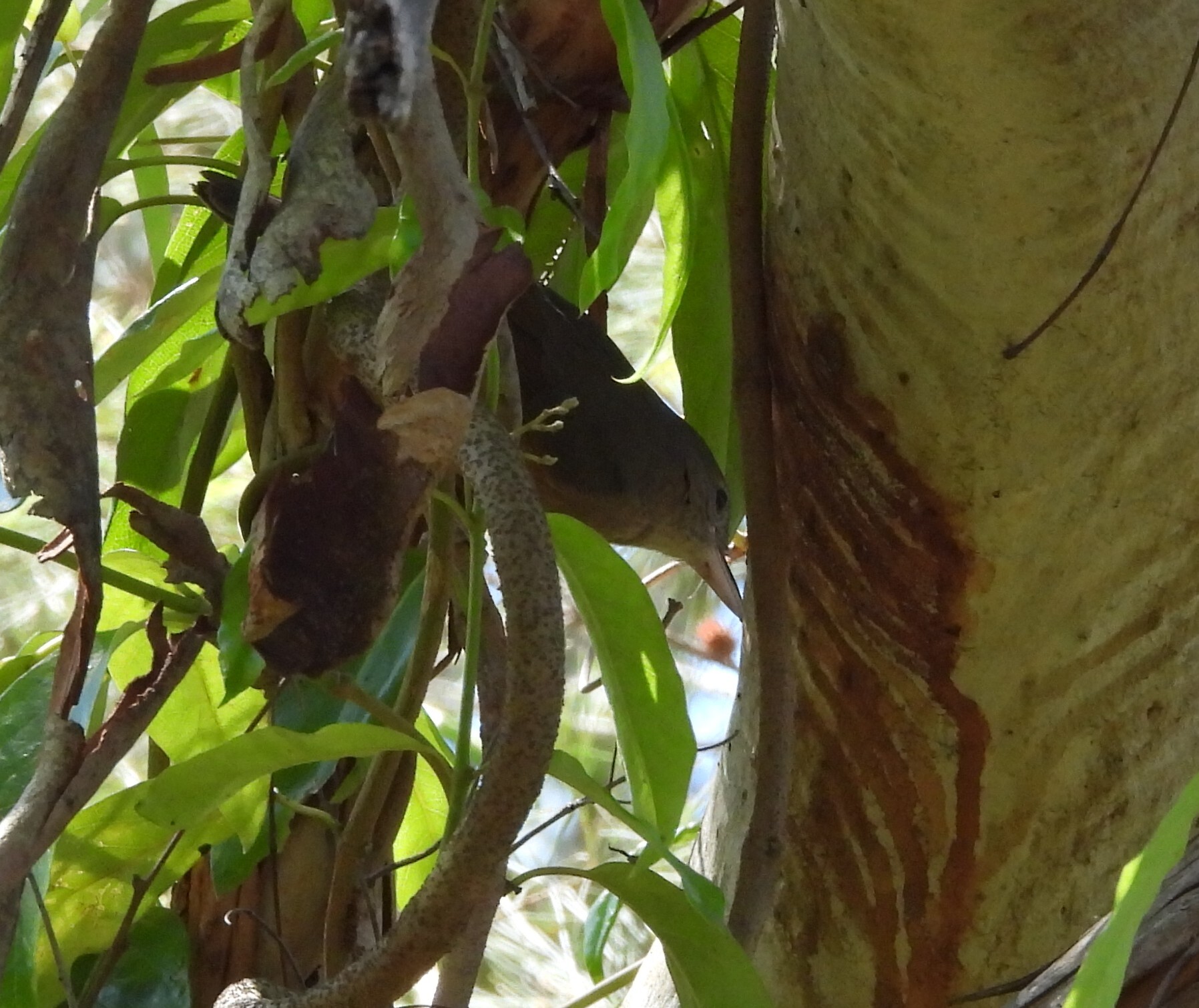Little Shrikethrush (Colluricincla megarhyncha), photo 7