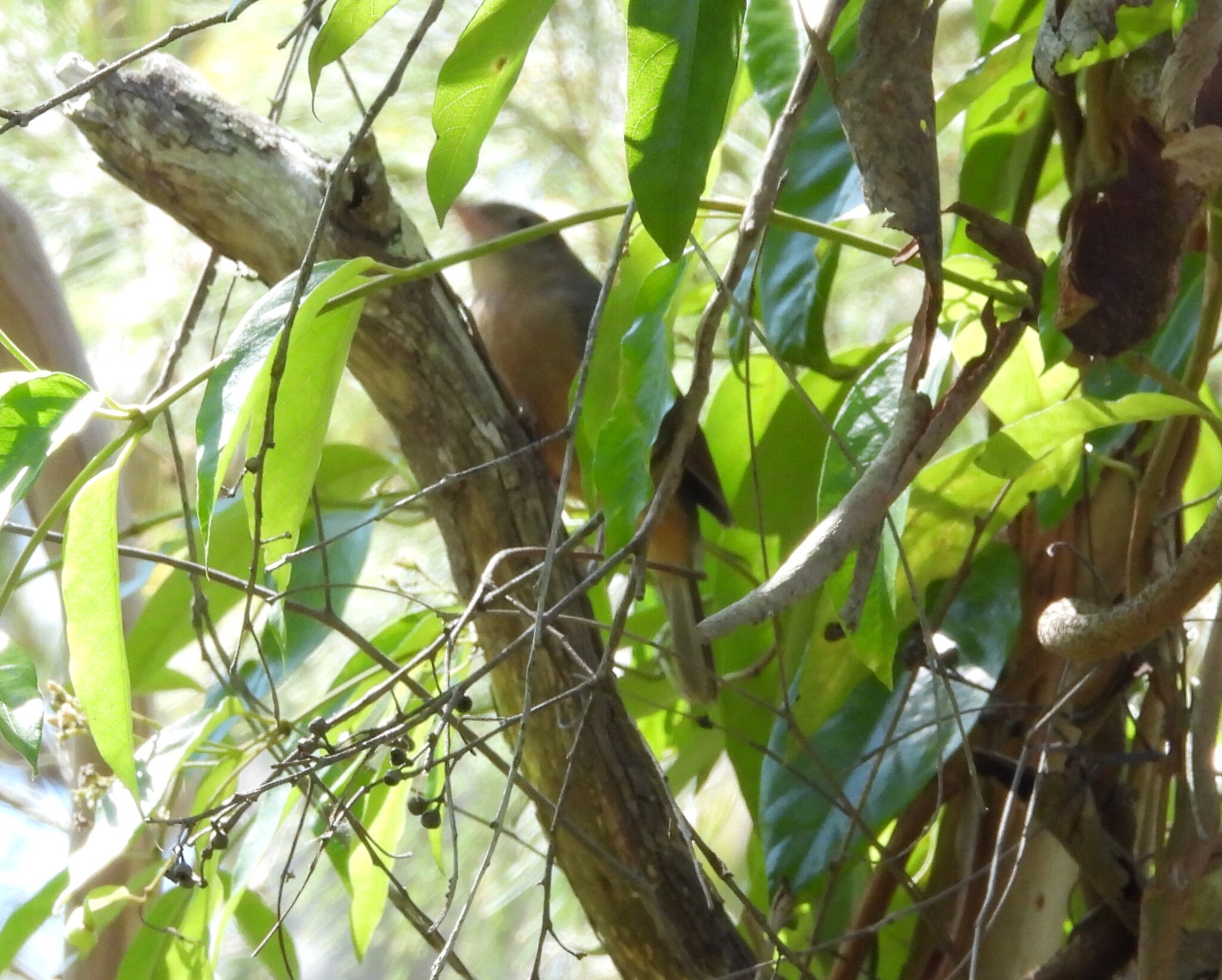 Little Shrikethrush (Colluricincla megarhyncha), photo 10