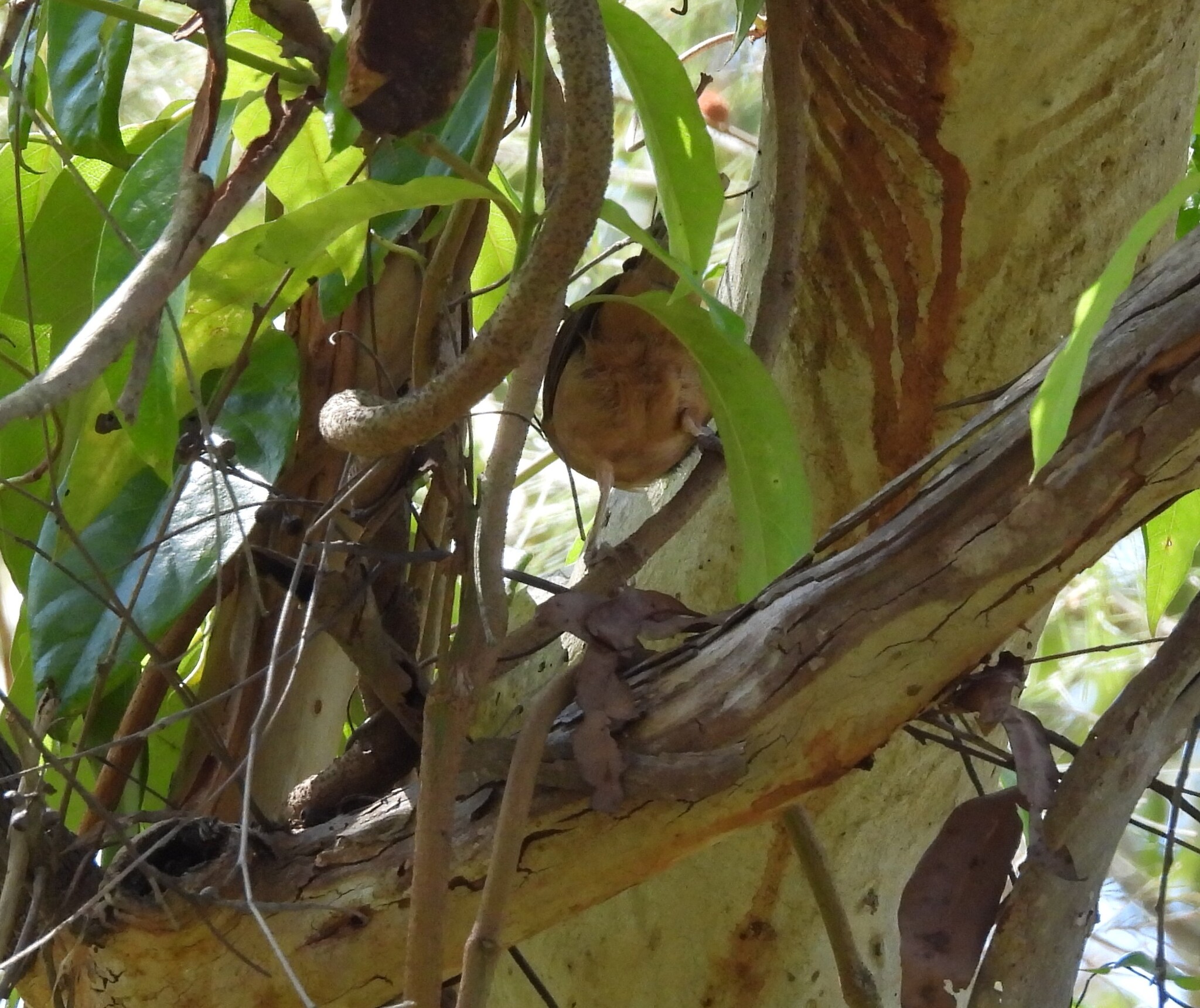 Little Shrikethrush (Colluricincla megarhyncha), photo 9