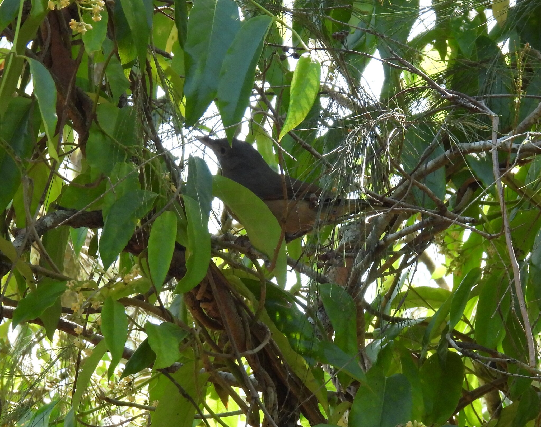 Little Shrikethrush (Colluricincla megarhyncha), photo 8