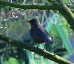 Turdus merula