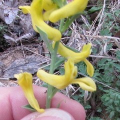 Corydalis micrantha