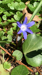 Scilla forbesii