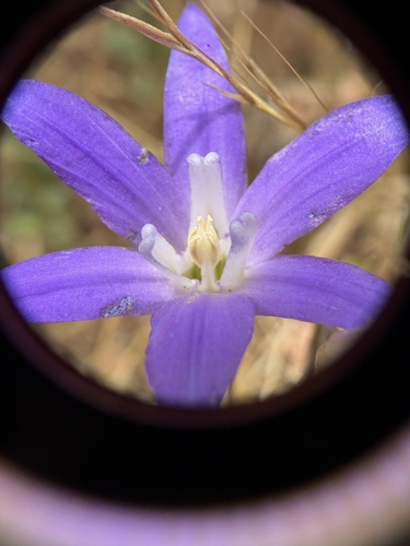 Kern Brodiaea (Brodiaea terrestris)
