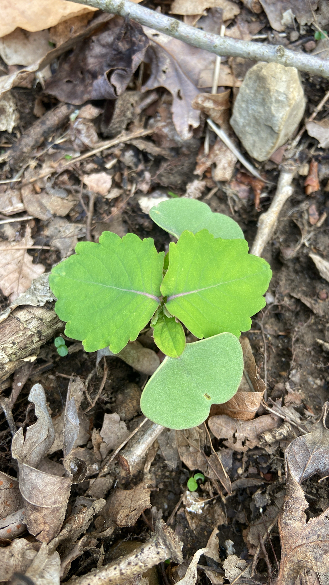 Jewelweed (Impatiens capensis)