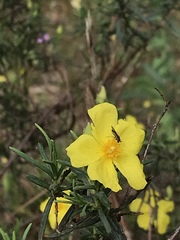 Cistus calycinus