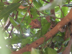 Epomophorus gambianus