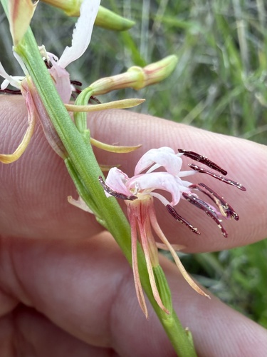 roadside gaura (Oenothera suffulta)