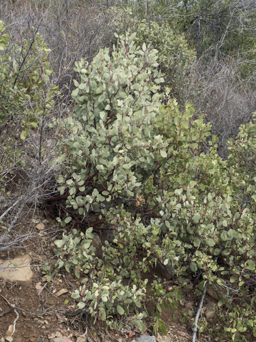 Arctostaphylos mewukka ssp. mewukka