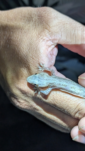 Hemidactylus frenatus observed 2026-04-09