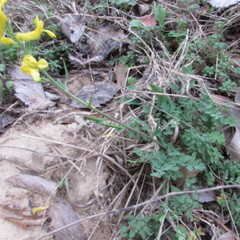Corydalis micrantha