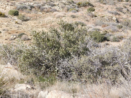 Wright's silktassel (Garrya wrightii)