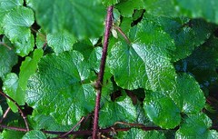 Rubus tricolor