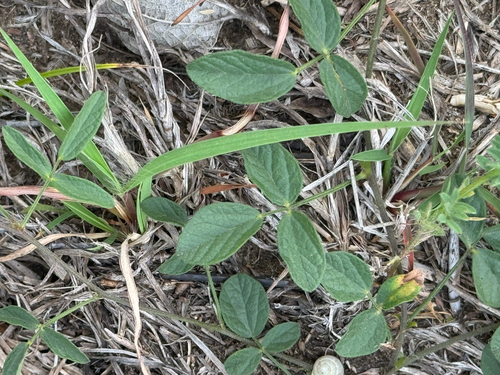 Texas Snoutbean (Rhynchosia senna)