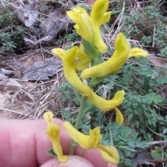 Corydalis micrantha