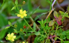 Hypericum japonicum
