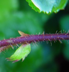 Rubus tricolor