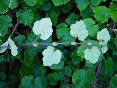 Rubus tricolor