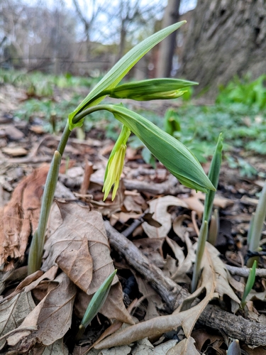 largeflower bellwort (Uvularia grandiflora)