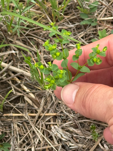 Reticulate-seeded Spurge (Euphorbia spathulata)