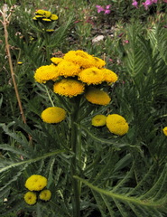Tanacetum vulgare boreale