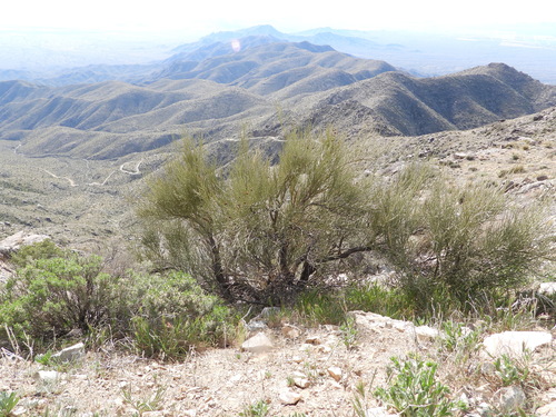 crucifixion thorn (Canotia holacantha)
