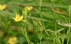 Hypericum japonicum
