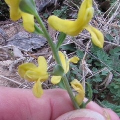 Corydalis micrantha