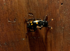 Nicrophorus didymus