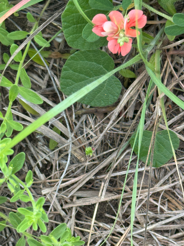American snoutbean (Rhynchosia americana)