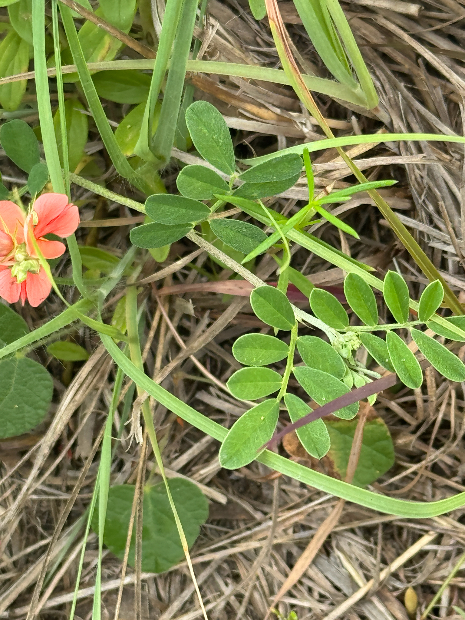 Scarlet Pea (Indigofera miniata)