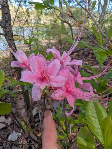 Rhododendron X bakeri