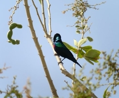 Cinnyris habessinicus