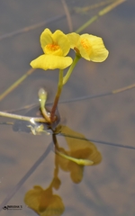 Utricularia gibba