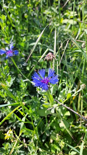 Centaurea cyanoides
