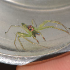 Lyssomanes antillanus