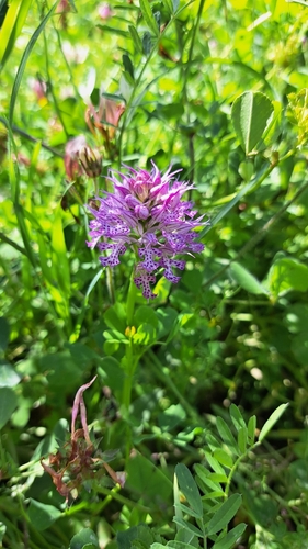 Three-toothed orchid (Neotinea tridentata)