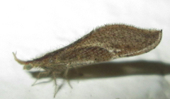 Berothidae
